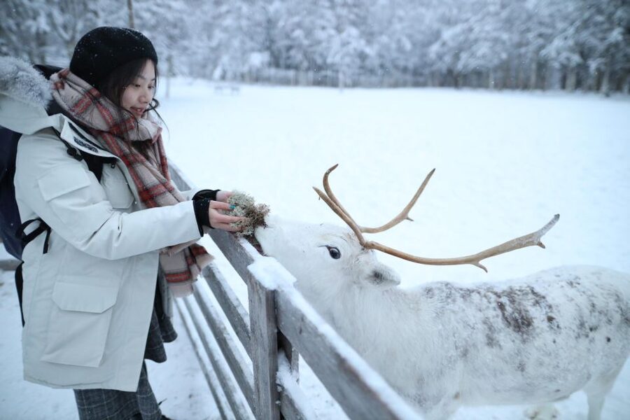 Rovaniemi: Husky and reindeer farm visit with sleigh rides - The reindeer farm offers the gentler animal encounter