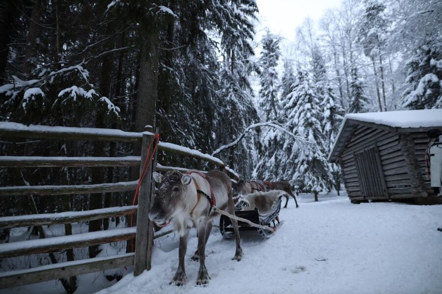 Rovaniemi: Husky and reindeer farm visit with sleigh rides - The December 1 cutoff changes what you receive