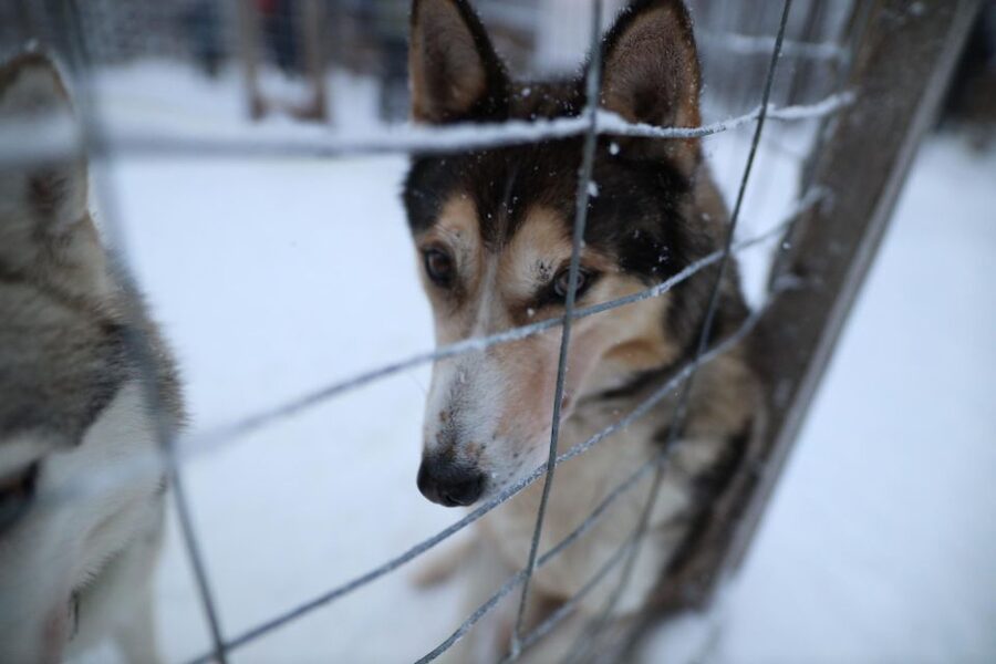 Rovaniemi: Husky and reindeer farm visit with sleigh rides - Transport and timing keep the day simple