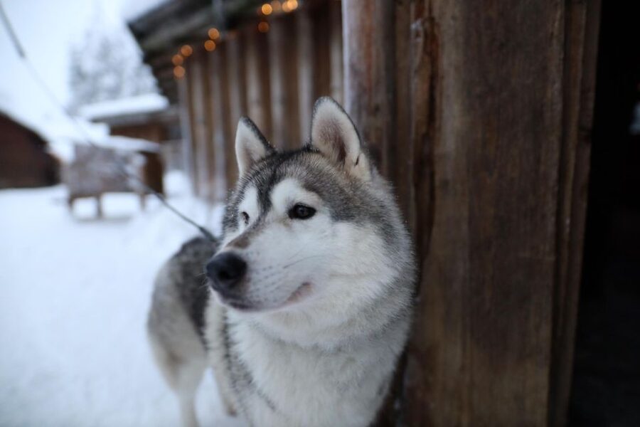 Rovaniemi: Husky and reindeer farm visit with sleigh rides - The commercial feel is worth considering