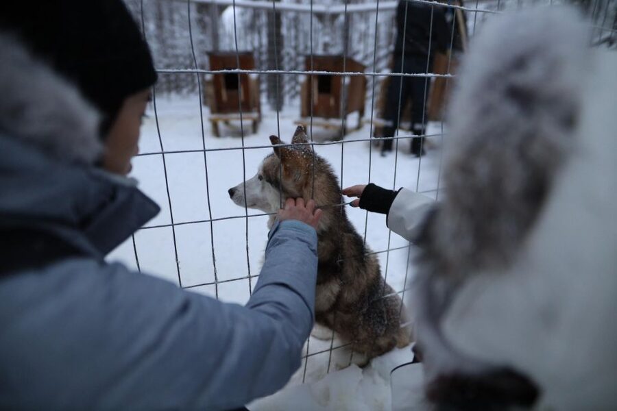 Rovaniemi: Husky and reindeer farm visit with sleigh rides - How to get the best value from the visit
