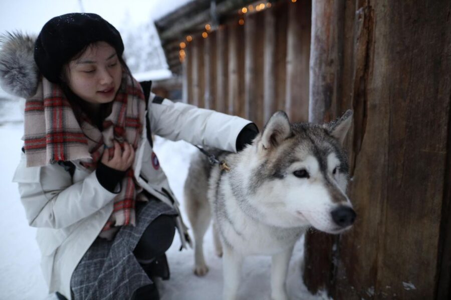 Rovaniemi: Husky and reindeer farm visit with sleigh rides - Should you book the husky and reindeer visit?