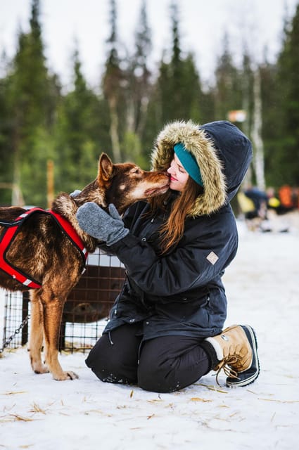 Rovaniemi: Husky and Reindeer farm with sleigh ride - A traditional wooden sled behind reindeer