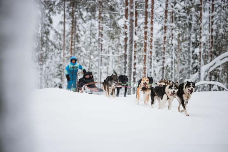 Rovaniemi: Husky Farm and Reindeer Experience - Two Lapland classics in one half-day
