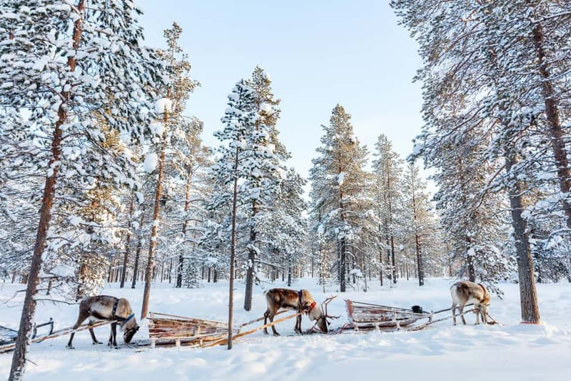 Rovaniemi: Husky Farm and Reindeer Experience - My call: book it for variety, not distance