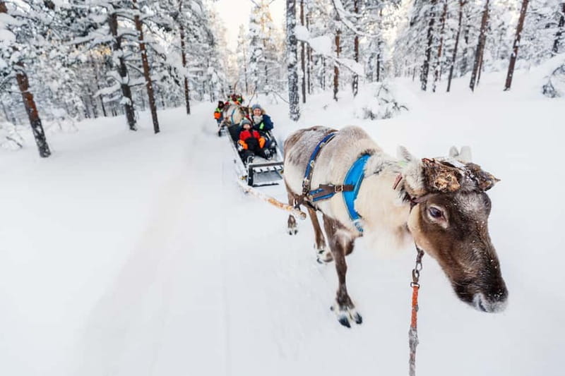 Rovaniemi: Husky Farm and Reindeer Experience - The 500-meter husky run