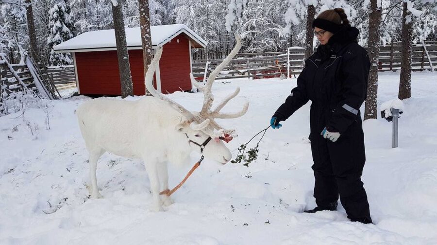 Rovaniemi: Husky Farm and Reindeer Experience - Free time at Santa Claus Village