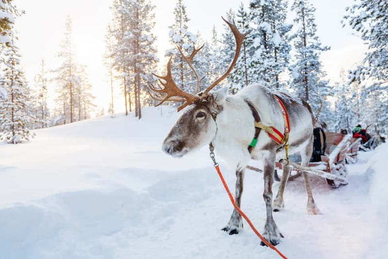 Rovaniemi: Husky Farm and Reindeer Experience - What the $185 price buys you