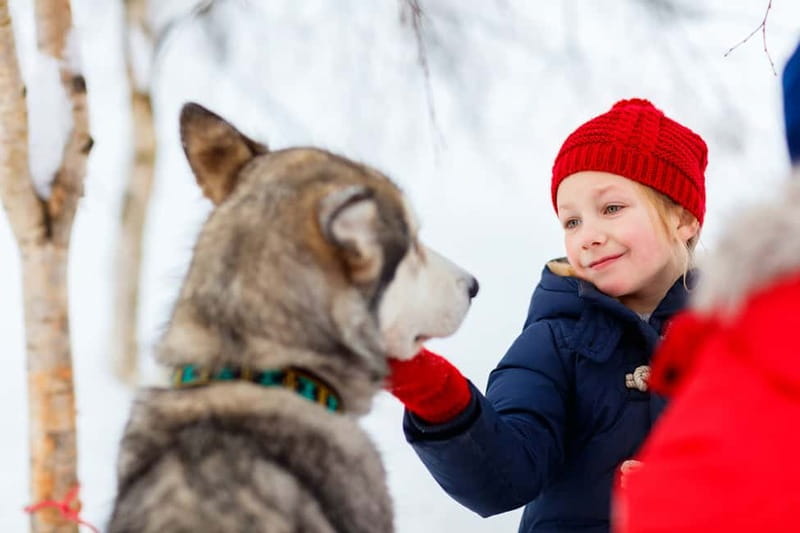 Rovaniemi: Husky Farm and Reindeer Experience - Timing, cancellations, and useful planning