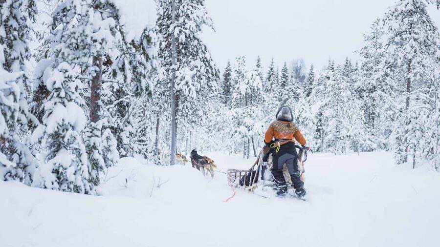 Rovaniemi: Husky Farm Visit with a Sledge Ride - What this Rovaniemi husky visit actually includes