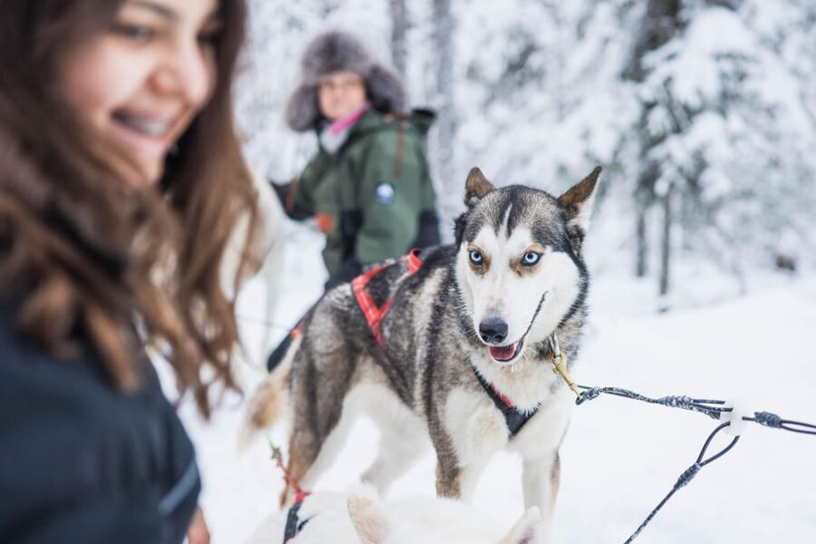 Rovaniemi: Husky Farm Visit with a Sledge Ride - The 1-kilometer sled ride through snowy woodland