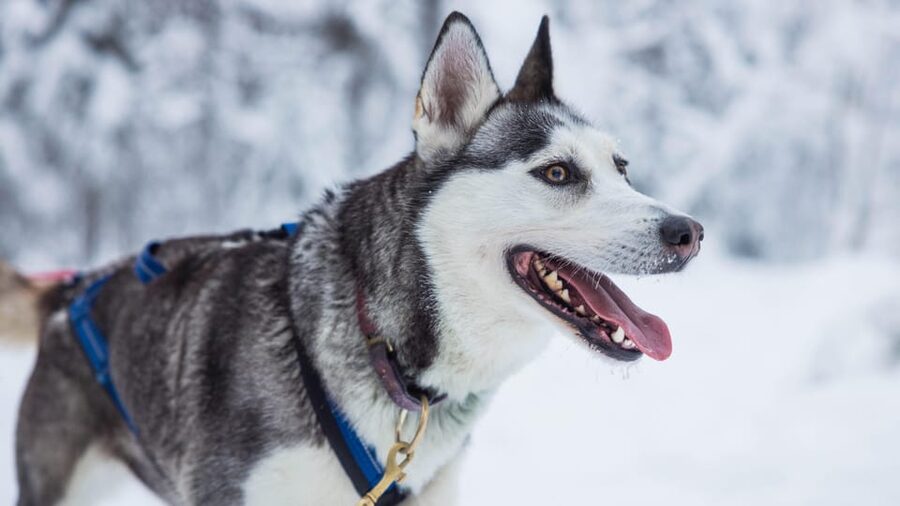 Rovaniemi: Husky Farm Visit with a Sledge Ride - Meeting the dogs inside the kennel