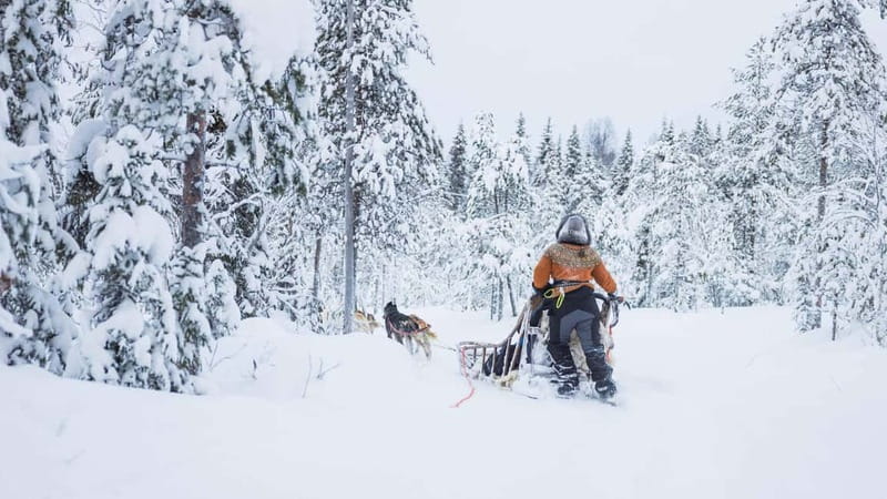 Rovaniemi: Husky & Reindeer Experience with Snowmobile Ride - Meeting at 10:00 in central Rovaniemi or Santa Claus Village