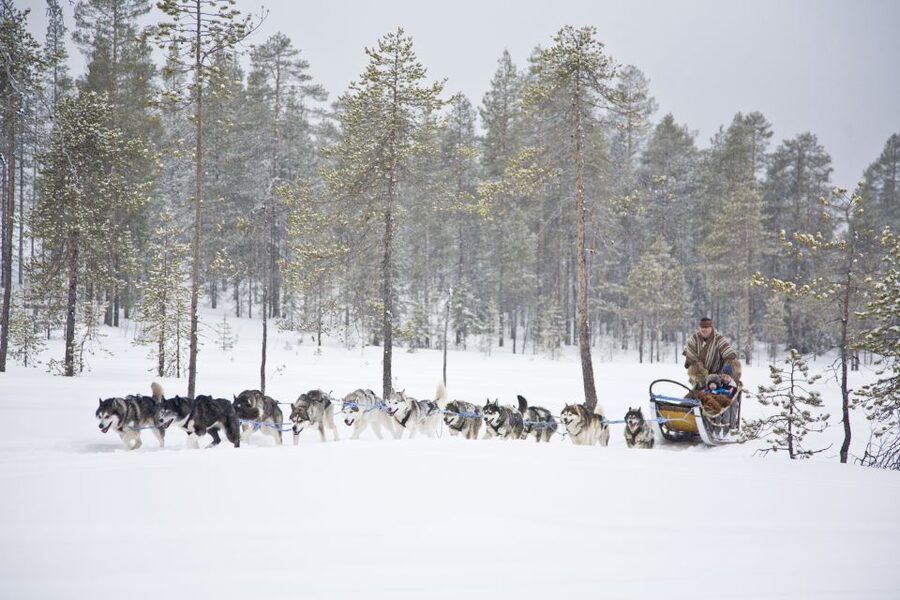 Rovaniemi: Husky & Reindeer Experience with Snowmobile Ride - The 500-meter Alaskan Husky sleigh ride