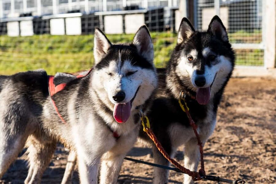 Rovaniemi: Husky Safari & Campfire BBQ – 6‑10 km Self‑Drive - Key points to know before booking