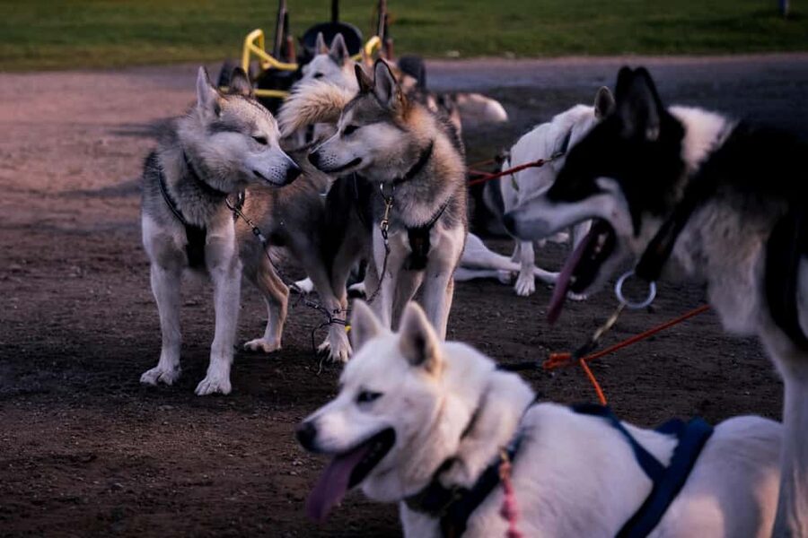 Rovaniemi: Husky Safari & Campfire BBQ – 6‑10 km Self‑Drive - Is $294 a fair price?