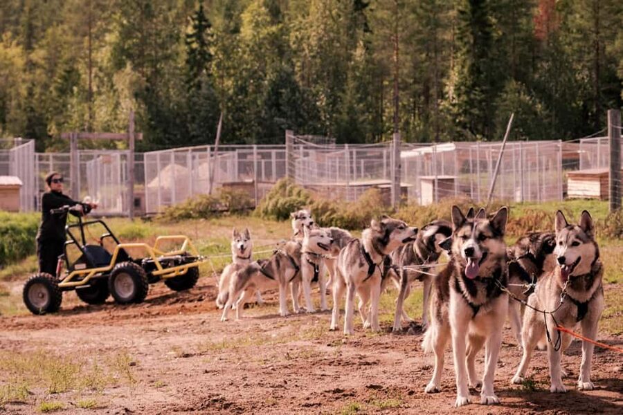 Rovaniemi: Husky Safari & Campfire BBQ – 6‑10 km Self‑Drive - Practical details that can make or break the day