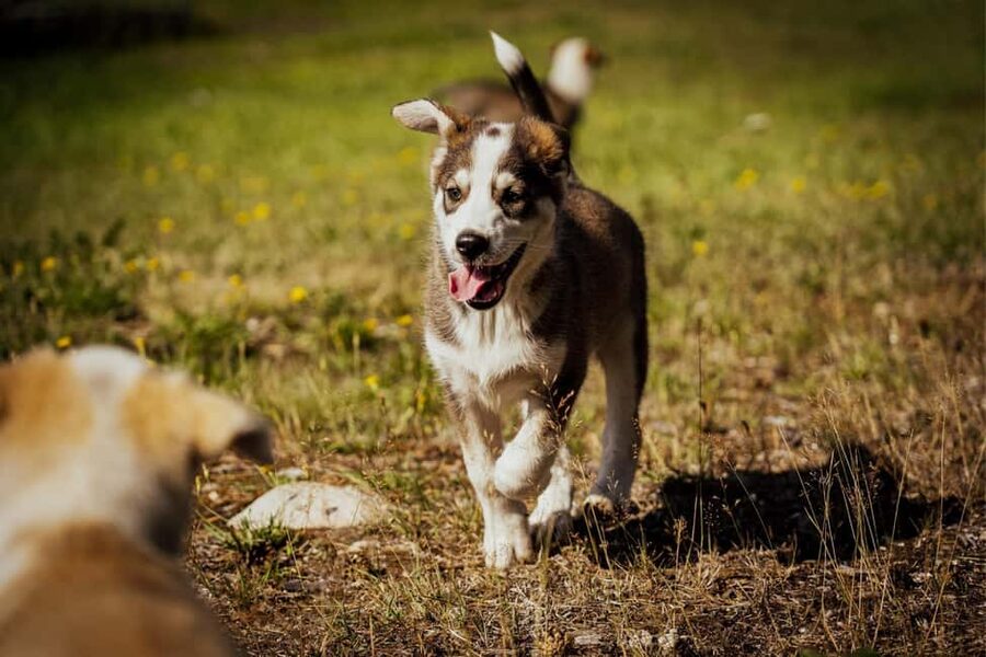 Rovaniemi: Husky Safari & Campfire BBQ – 6‑10 km Self‑Drive - Who should book this husky safari?