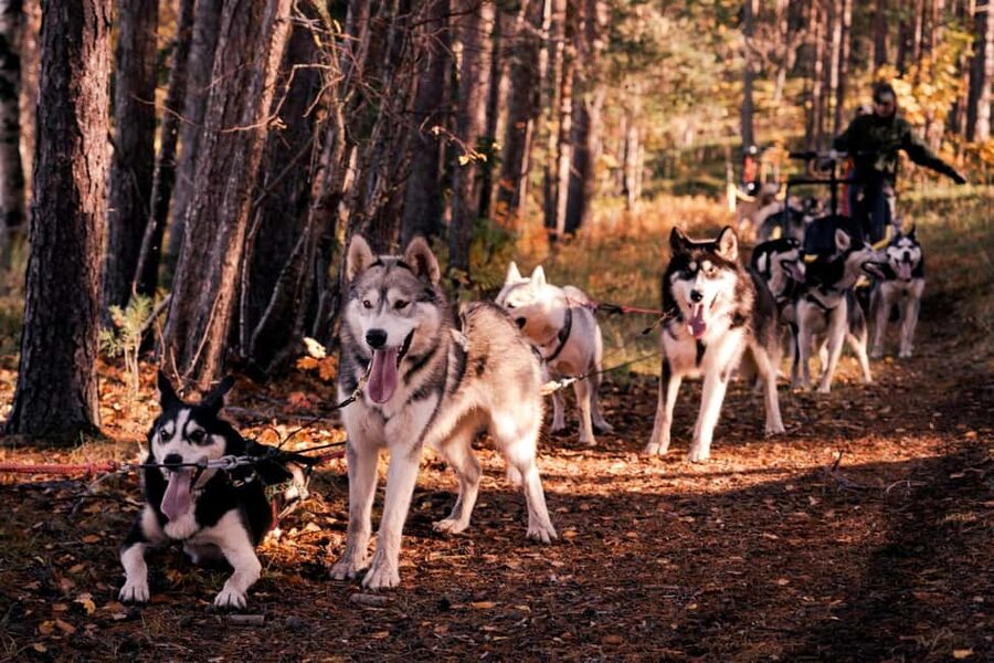 Rovaniemi: Husky Safari & Campfire BBQ – 6‑10 km Self‑Drive - Meeting the huskies before the sled starts