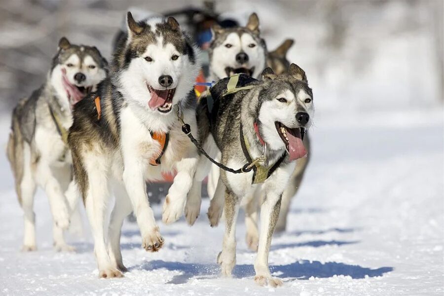 Rovaniemi: Husky Safari on a Snowy Trail - The main event: driving dogs through snowy Lapland