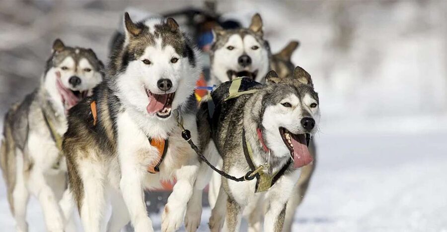 Rovaniemi: Husky Safari on a Snowy Trail - How long is the ride in real terms?