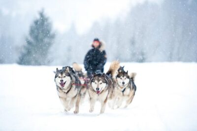 Husky Safari on a Snowy Trail
