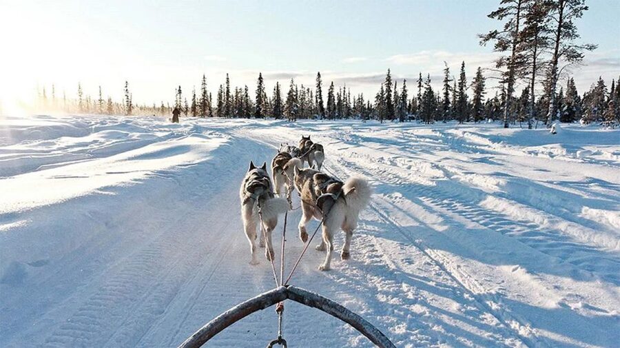 Rovaniemi: Husky Safari on a Snowy Trail - Transport from Rovaniemi and the time cost