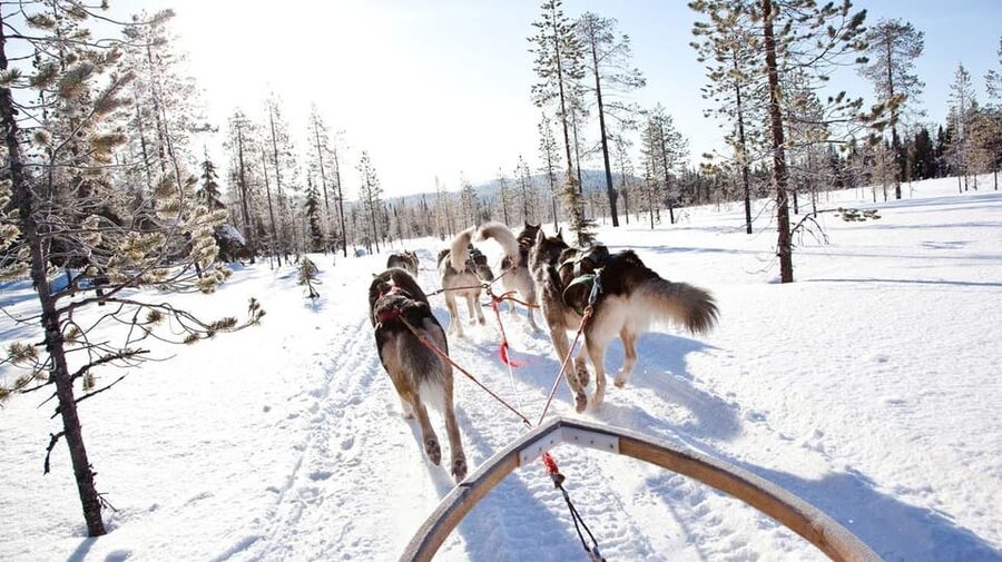 Rovaniemi: Husky Sled Ride and Farm Visit - Who will enjoy this activity most