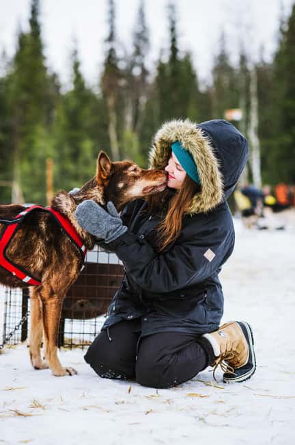 Rovaniemi: Husky Sled Ride and Farm Visit - The heated hut, hot juice, and cookies