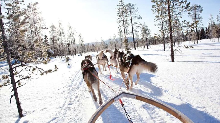 Rovaniemi: Husky Sled Ride and Farm Visit - Is $117 a fair price?