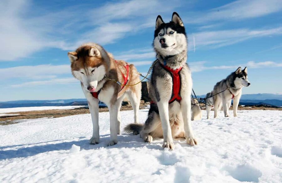 Rovaniemi: Husky Sled Ride and Farm Visit - Should you book the husky farm visit?