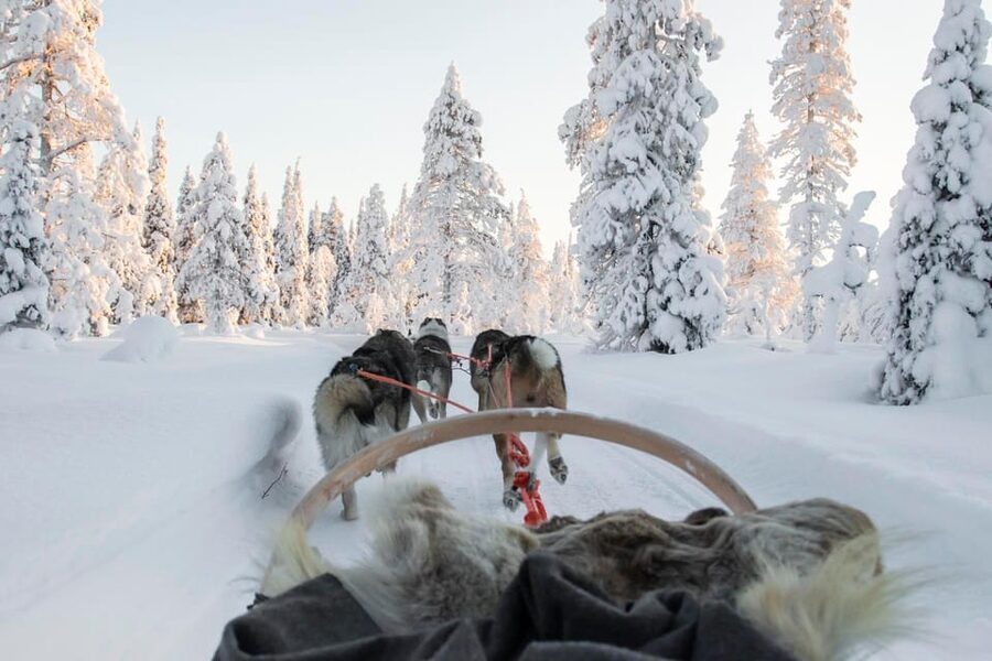 Rovaniemi: Husky Sled Ride and Farm Visit - What the price means at $117