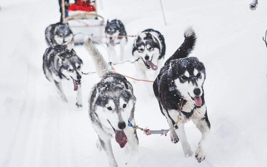Rovaniemi: Husky Sled Ride and Farm Visit - Best time to fit it into your Rovaniemi plans