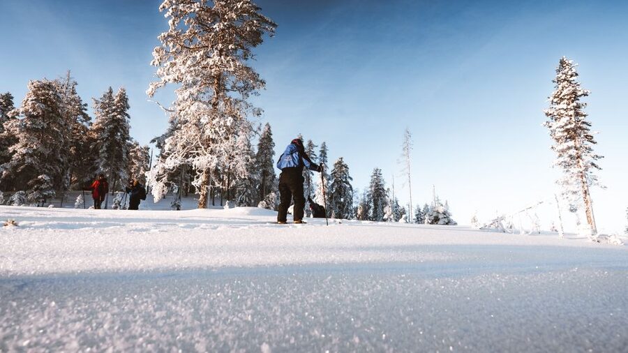 Rovaniemi: Lapland Ski Trekking Safari - Key points to know before booking