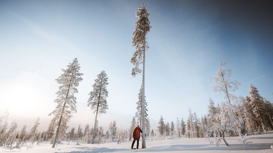 Rovaniemi: Lapland Ski Trekking Safari - Who will enjoy this ski safari most