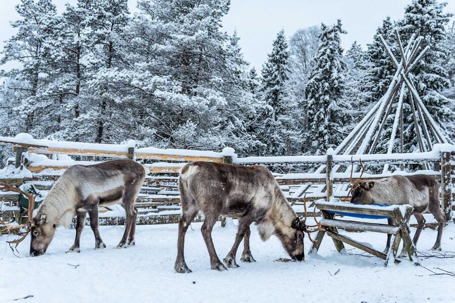 Rovaniemi: Local Reindeer Farm Visit with Sleigh Ride - Key points to know before you book