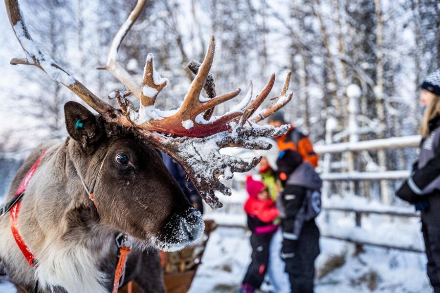 Rovaniemi: Local Reindeer Farm Visit with Sleigh Ride - Leaving Rovaniemi for a real farm setting