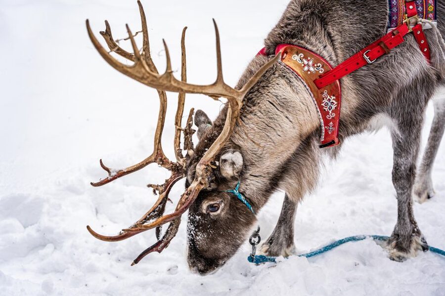 Rovaniemi: Local Reindeer Farm Visit with Sleigh Ride - What the 2-kilometer sleigh ride is really like