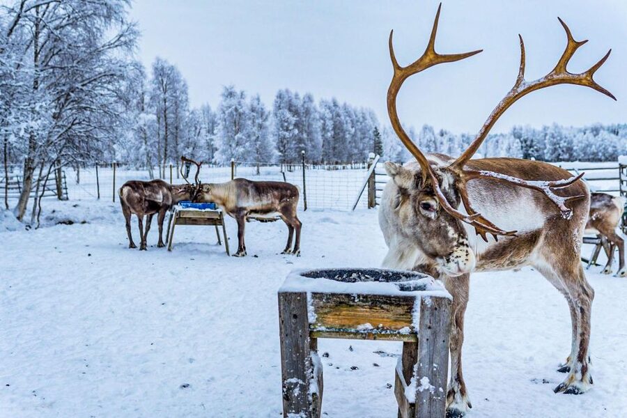 Rovaniemi: Local Reindeer Farm Visit with Sleigh Ride - Photos that arrive after your visit