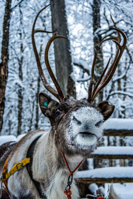 Rovaniemi: Local Reindeer Farm Visit with Sleigh Ride - How the $190 price holds up