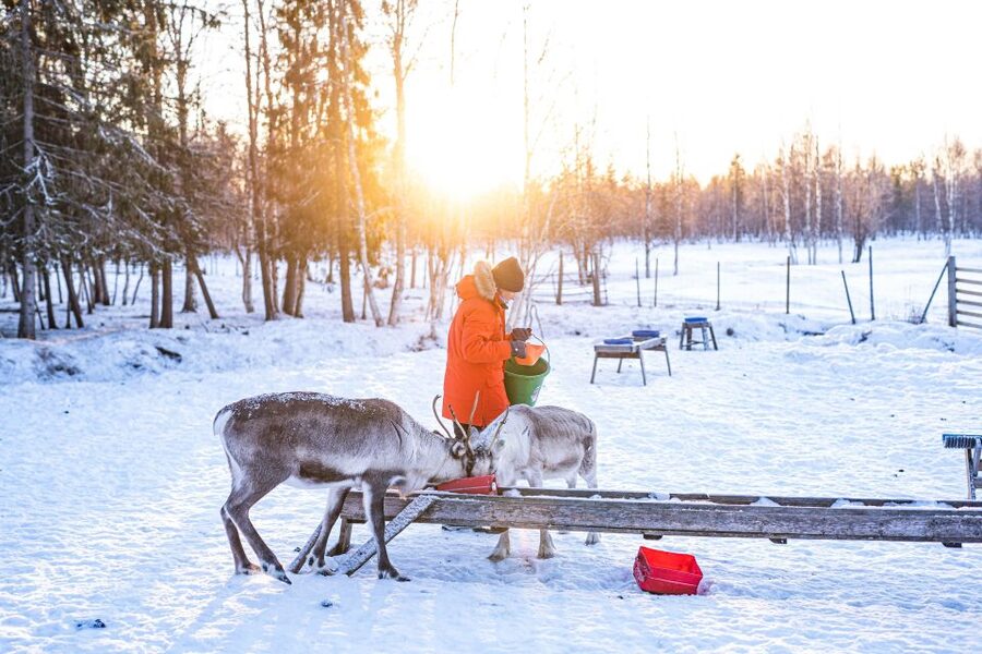 Rovaniemi: Local Reindeer Farm Visit with Sleigh Ride - Meeting the reindeer before the sleigh ride