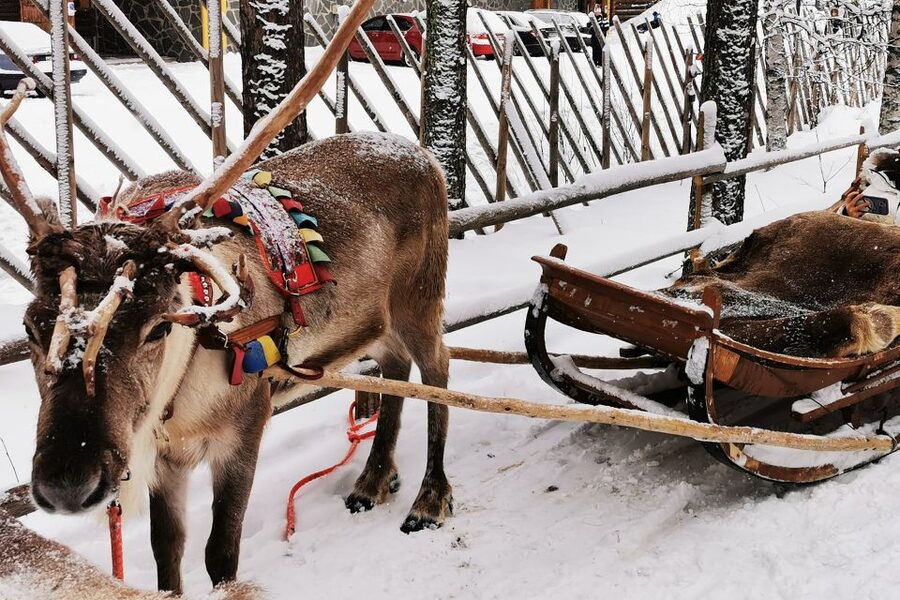 Rovaniemi: Meet Santa Claus, Reindeer Sleigh Ride & Huskies - Four hours at the village: what fits in