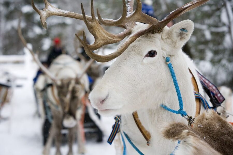 Rovaniemi: Meet Santa Claus, Reindeer Sleigh Ride & Huskies - Timing, pickup, and practical details