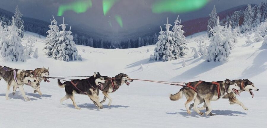 Rovaniemi: Northern Lights and Husky Sleigh Ride - The 5-kilometer husky sleigh ride