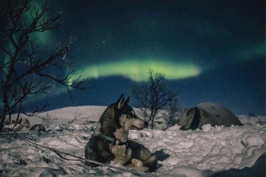 Rovaniemi: Northern Lights and Husky Sleigh Ride - Hot blueberry juice and the practical comforts