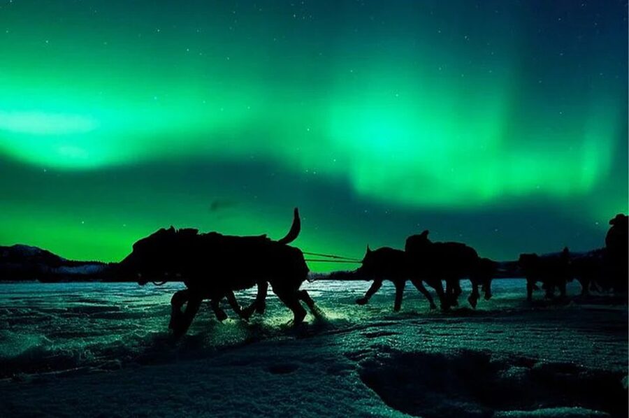 Rovaniemi: Northern Lights and Husky Sleigh Ride - Booking details that can save you trouble