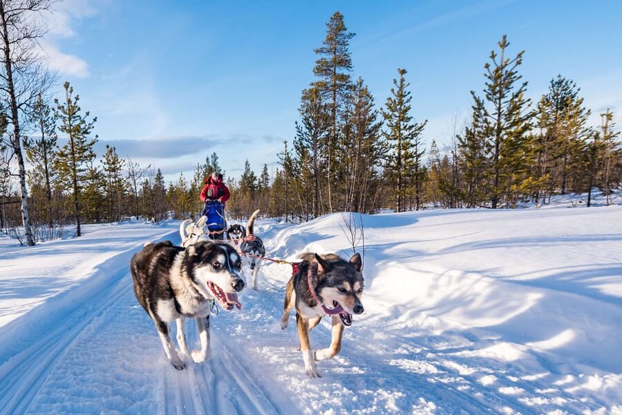 Rovaniemi: One Hour Husky Experience - Key points to know before booking
