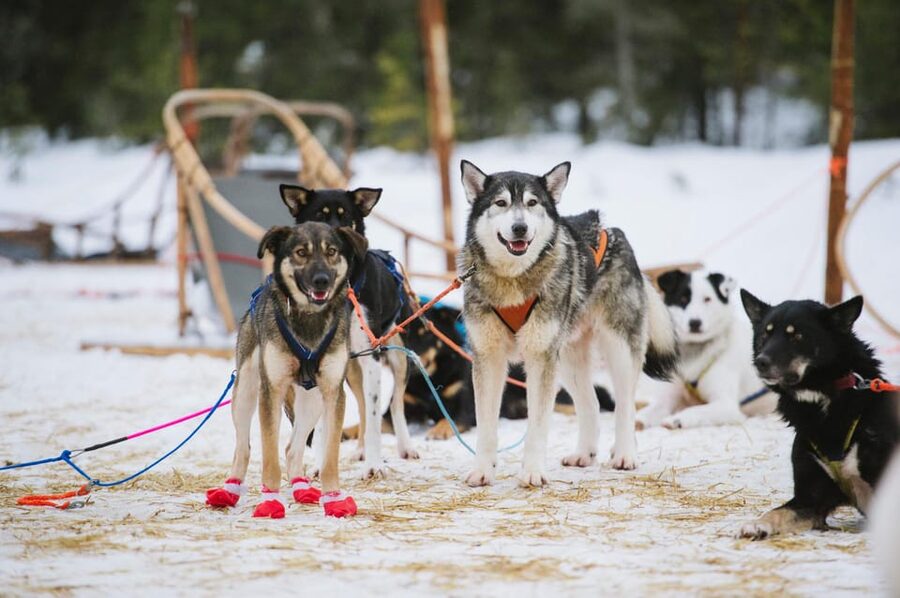 Rovaniemi: One Hour Husky Experience - The pickup from central Rovaniemi