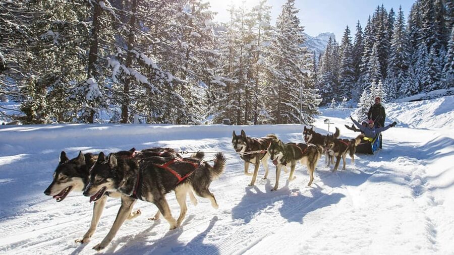 Rovaniemi: One Hour Husky Experience - Learning how huskies are raised and trained