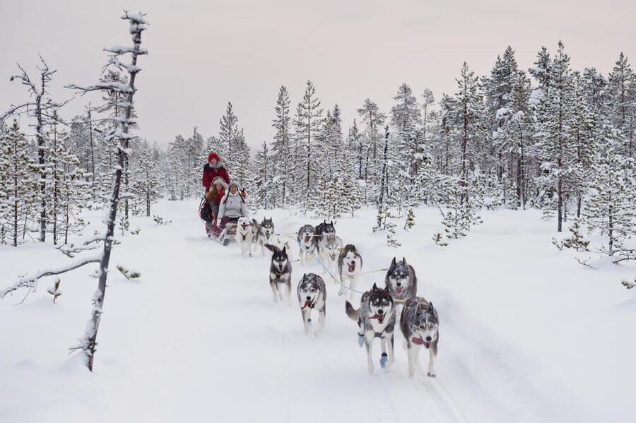 Rovaniemi: One Hour Husky Experience - Is $117 a fair price?